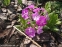 Первоцвіт Зібольда (Primula sieboldii) - 3