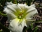 Лілійник "Вайт Темптейшин" (Hemerocallis "White Temptation") - 2