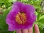 Півонія кримська (Paeonia daurica) - 8