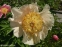 Півонія "Санні Дей" (Paeonia "Sunny Day") - 4