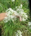 Цибуля Китайський різанець (Allium tuberosum) - 1