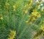 Асфоделіна жовта (Asphodeline lutea) - 3