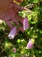 Дзвоники крапчасті (Campanula punctata) - 3