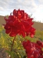 Півонія "Гаррі Л. Сміт" (Paeonia "Harry L. Smith") - 4