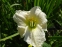 Лілійник "Вайт Темптейшин" (Hemerocallis "White Temptation") - 3