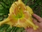 Лілійник "Крокодайл Ай" (Hemerocallis "Crocodile Eye") - 5