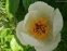 Півонія Віттмана (Paeonia wittmanniana) - 2