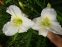 Лілійник "Вайт Темптейшин" (Hemerocallis "White Temptation") - 1