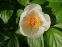 Півонія Віттмана (Paeonia wittmanniana) - 7