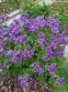 Герань чудова "Роземор" (Geranium x magnificum "Rosemoor") - 2
