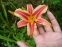 Лілійник "Рібонетт" (Hemerocallis "Ribbonette") - 1