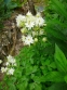 Орлики звичайні "Клементін Вайт" (Aquilegia vulgaris "Clementine White") - 3