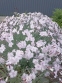 Гвоздики сизі "Басс Пінк" (Dianthus gratianopolitanus "Bath's Pink") - 8