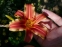 Лілійник "Рібонетт" (Hemerocallis "Ribbonette") - 2