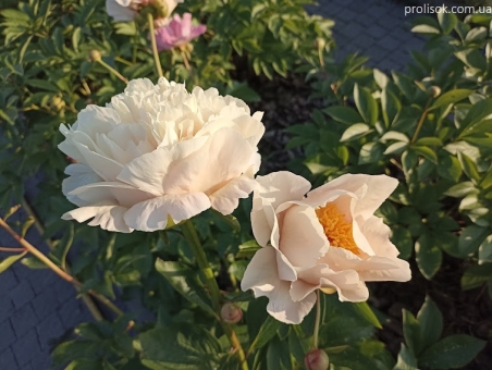 Пион "КимСю" (Paeonia "KimSue")