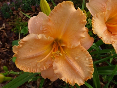 Лілійник "Елізабет Солтер" (Hemerocallis "Elizabeth Salter")