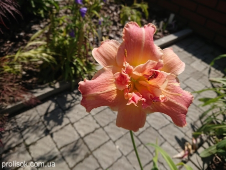 Лілійник "Лейсі Дойлі" (Hemerocallis "Lacy Doily")