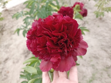 Пион "Коммандо" (Paeonia "Commando")