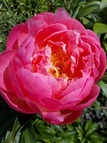 Півонія "Пінк Хавайан Корал" (Paeonia "Pink Hawaiian Coral")