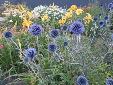 Мордовник обыкновенный (Echinops ritro)