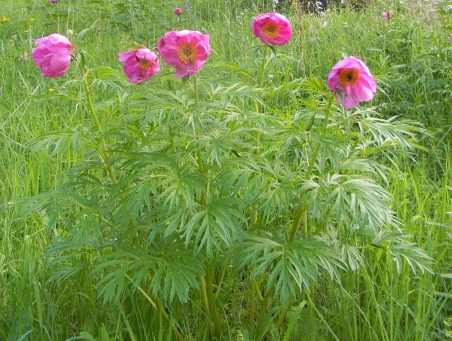 Півонія незвичайна (Paeonia anomala)