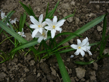 Хионодокса Люцилии ф. альба (Chionodoxa luciliae f. alba)