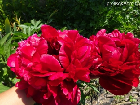 Півонія "Генрі Бокстос" (Paeonia "Henry Bockstoce")