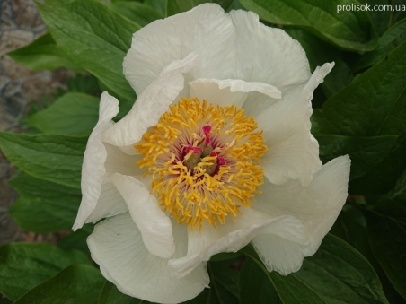 Півонія "Серафім" (Paeonia "Seraphim")