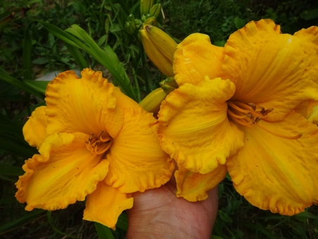 Лілійник "Білл Норріс" (Hemerocallis "Bill Norris")