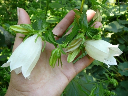 Колокольчик Такесима (Campanula takesimana)