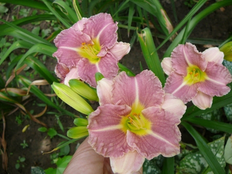 Лилейник "Романтик Роуз" (Hemerocallis "Romantic Rose")