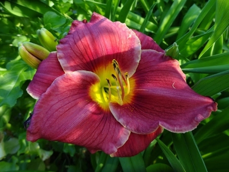 Лілійник "Роузес ін Сноу" (Hemerocallis "Roses in Snow")