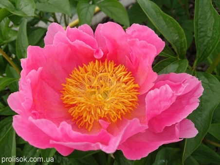 Пион "Пинк Баблс" (Paeonia "Pink Bubbles")