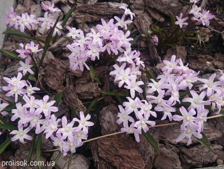 Хіонодокса Люцілії "Пінк Джайєнт" (Chionodoxa luciliae "Pink Giant")