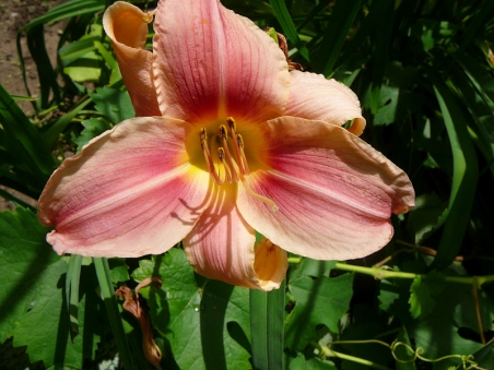 Лілійник "Прерия Белле" (Hemerocallis " Prairie Bеllе")