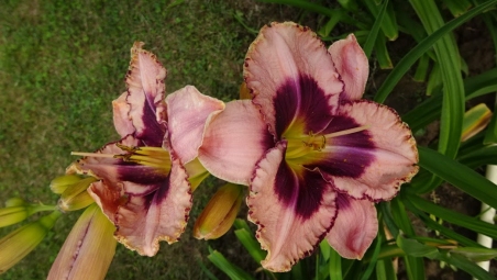 Лілійник "Дарінг Десепшн" (Hemerocallis "Daring Deception")