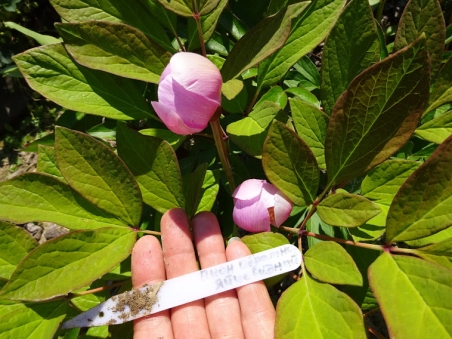 Півонія оберненояйцевидна (Paeonia obovata)