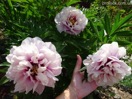 Півонія Іто "Кора Луіза" (Paeonia Itoh "Cora Louise")