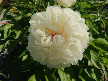 Пион "Балерина" (Paeonia "Ballerina")