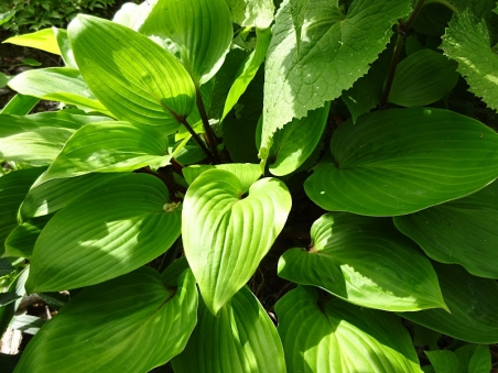 Хоста "Пёрпл Харт" (Hosta "Purple Heart")