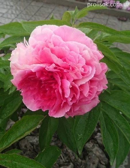 Півонія "Роуз Харт" (Paeonia "Rose Heart")