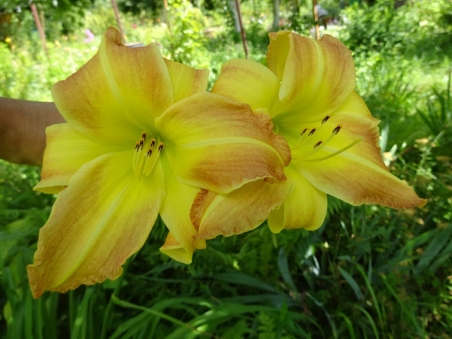 Лілійник "Емеральд Джой" (Hemerocallis "Emerald Joy")