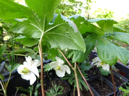 Подофилл щитовидный (Podophyllum peltatum)