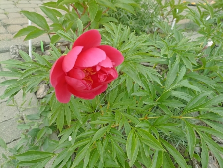 Півонія "Корал Фей" (Paeonia "Coral Fay")