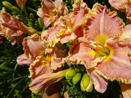 Лилейник "Дарла Анита" (Hemerocallis "Darla Anita")