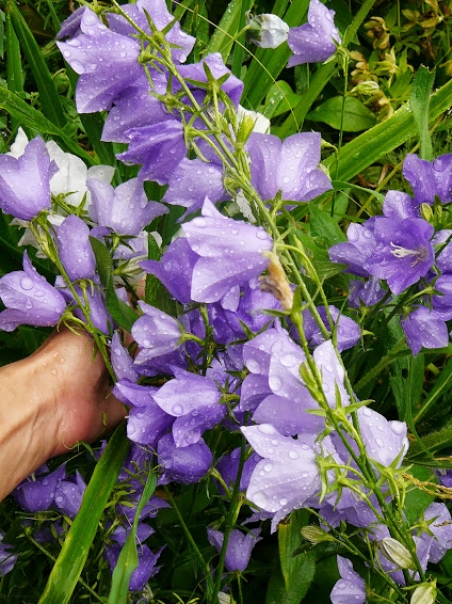 Дзвоники персиколисті (Campanula persicifolia)