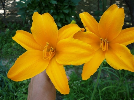 Лилейник "Атен" (Hemerocallis "Aten")