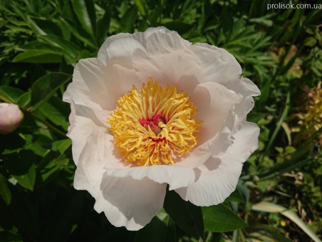 Півонія "Реквієм" (Paeonia "Requiem")