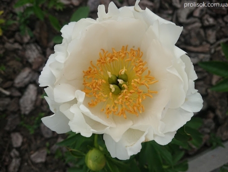 Півонія "Айворі Вайт Сосер" (Paeonia "Ivory White Saucer")