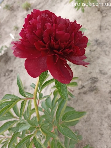 Півонія "Джін Е. Бокстос" (Paeonia "Jean E. Bockstoce")